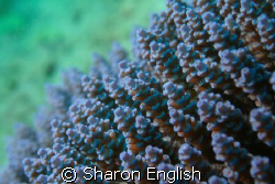 Acropora Coral by Sharon English 